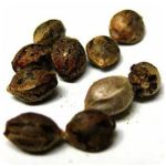 Семена марихуаны АК-47  (Seeds AK-47) в Барыше 
